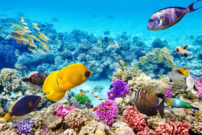 Maldives là một trong những nơi có san hô đẹp nhất trên thế giới