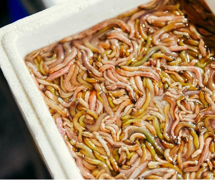 Nên lựa chọn địa chỉ bán rươi cấp đông có quy trình bảo quản đảm bảo