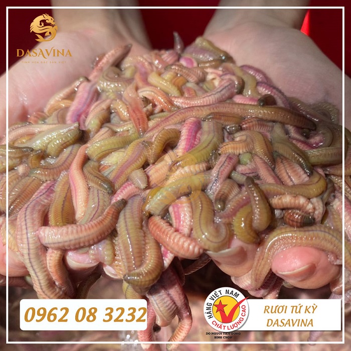 DASAVINA là địa chỉ bán rươi cấp đông TPHCM uy tín hiện nay