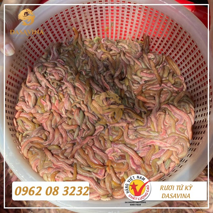 Từng con rươi được lựa chọn kỹ lưỡng trước khi mang đi cấp đông