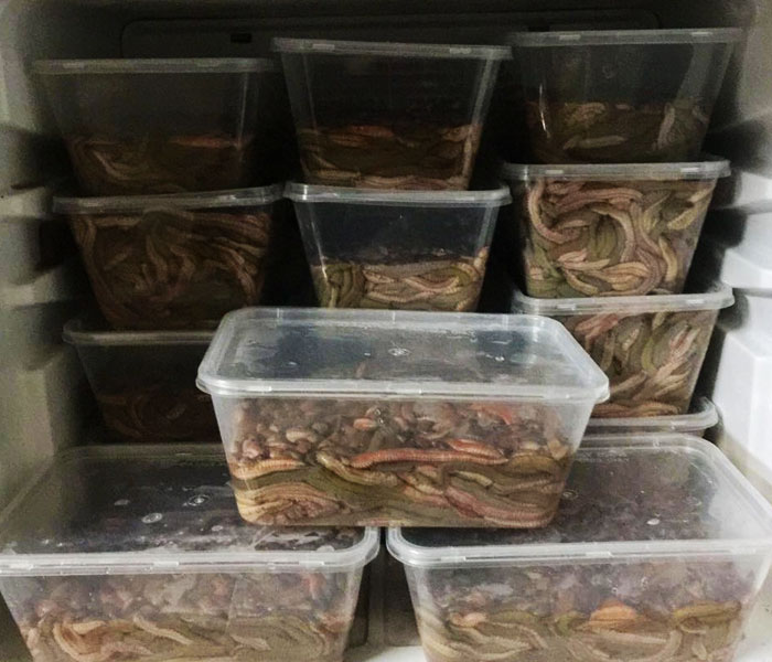 Rươi cấp đông cần được bảo quản đúng cách
