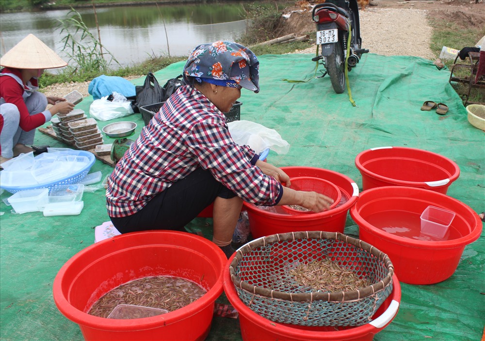 Bạn có thể mua rươi cấp đông tại các chợ hải sản ở TPHCM